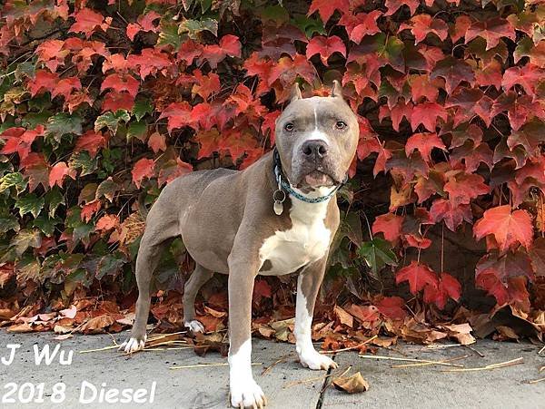 Diesel 2018 (11).JPG