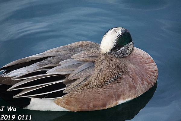 American Wigeon 美洲赤頸鴨,葡萄胸鴨 (2).JPG