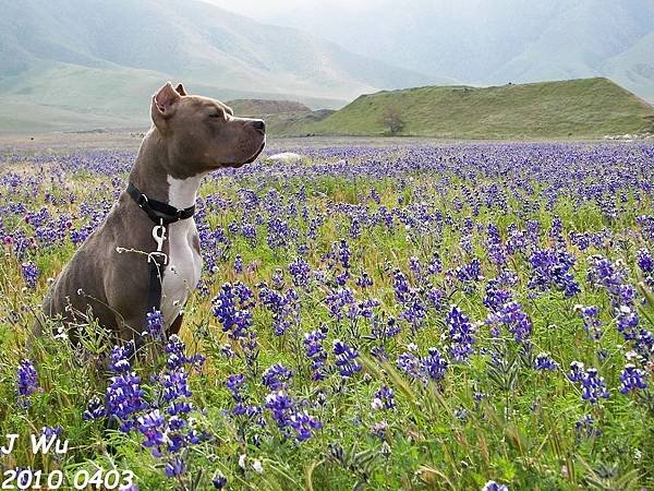 P 2010 0403 lupine.JPG