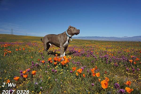 P 2017 0328 Lancaster poppy reserve (269).JPG