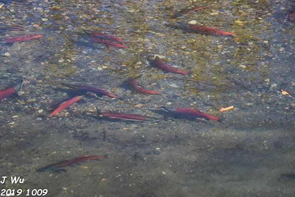 1009 太浩湖，雷諾 Lake Tahoe, REno (61).JPG