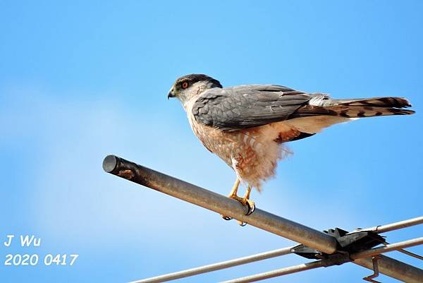 Cooper hawk (28).JPG