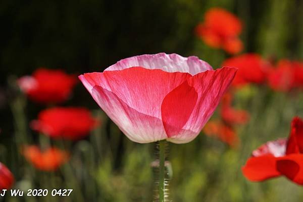 虞美人花 小葉罌粟 poppy (13).JPG