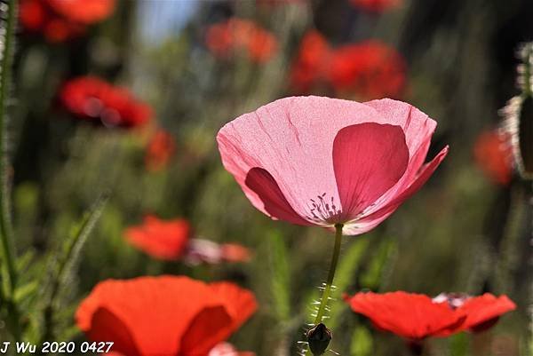 虞美人花 小葉罌粟 poppy (11).JPG