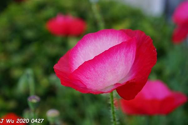 虞美人花 小葉罌粟 poppy (14).JPG