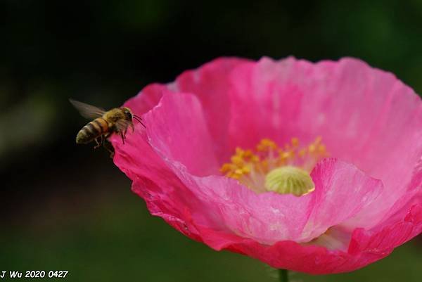 虞美人花 小葉罌粟 poppy (19).JPG