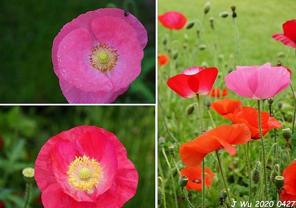 虞美人花 小葉罌粟 poppy (17).JPG