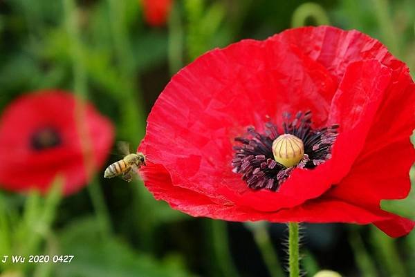 虞美人花 小葉罌粟 poppy (20).JPG