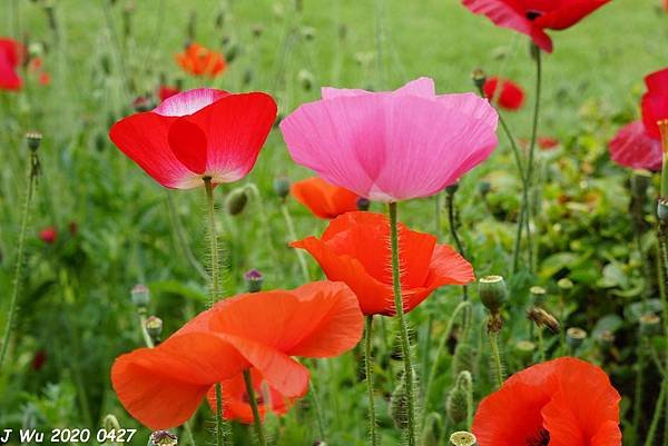 虞美人花 小葉罌粟 poppy (21).JPG