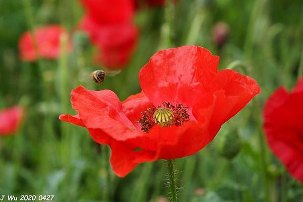 虞美人花 小葉罌粟 poppy (22).JPG