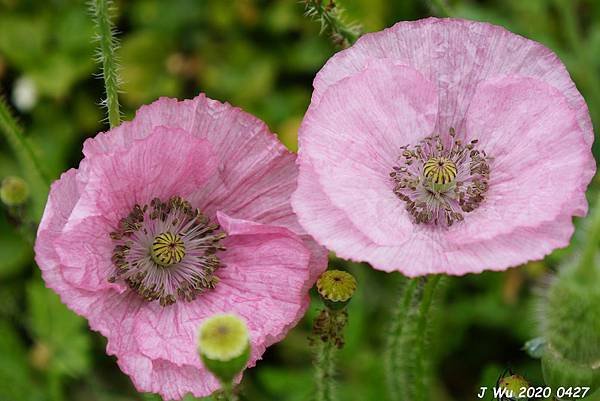 虞美人花 小葉罌粟 poppy (24).JPG