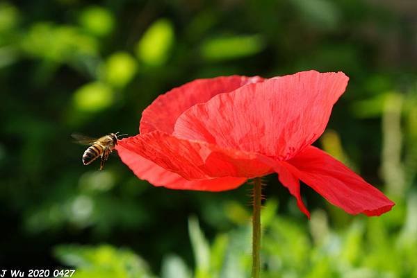 虞美人花 小葉罌粟 poppy (28).JPG