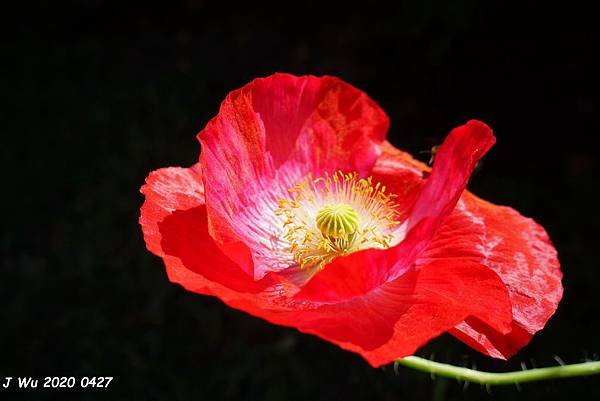 虞美人花 小葉罌粟 poppy (4).JPG