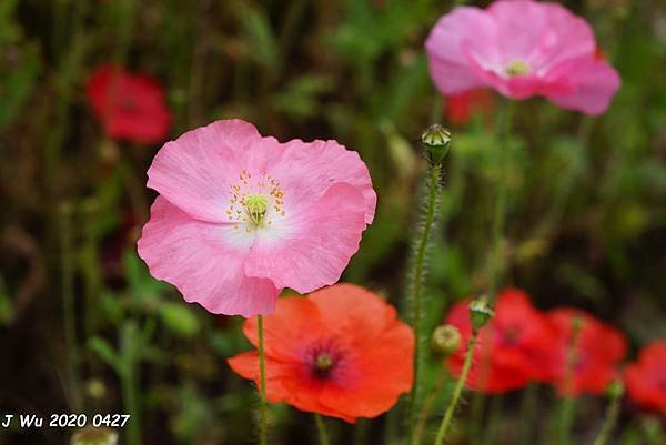 虞美人花 小葉罌粟 poppy (2).JPG