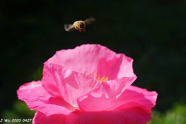 虞美人花 小葉罌粟 poppy (3).JPG