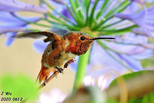 蜂鳥 hummingbird (14).JPG