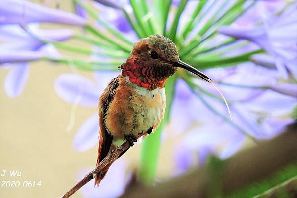 蜂鳥 hummingbird (12).JPG