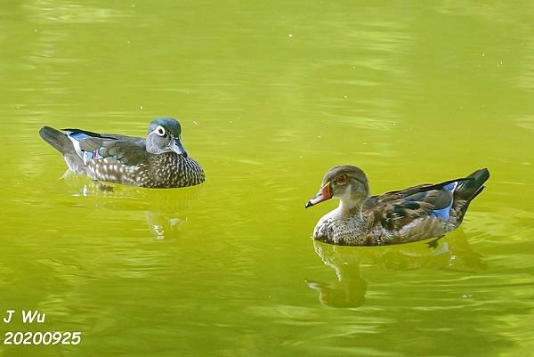 美洲木鴨 林鴛鴦 wood duck (9).JPG