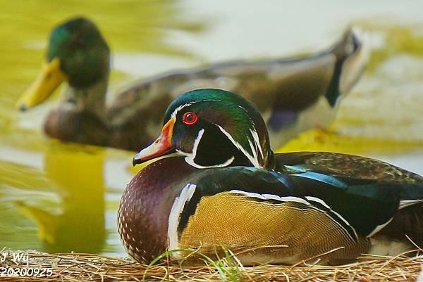 美洲木鴨 林鴛鴦 wood duck (7).JPG