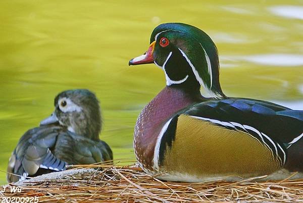 美洲木鴨 林鴛鴦 wood duck (10).JPG