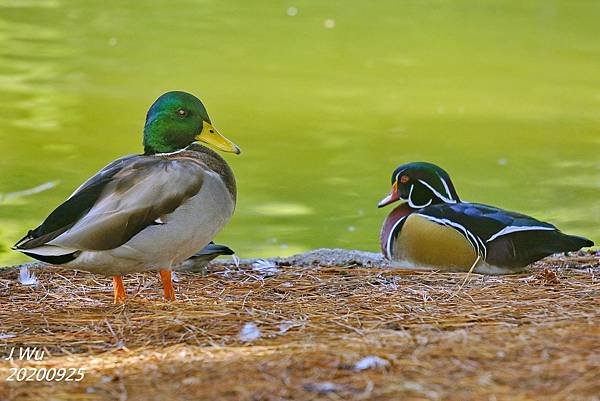 美洲木鴨 林鴛鴦 wood duck (4).JPG