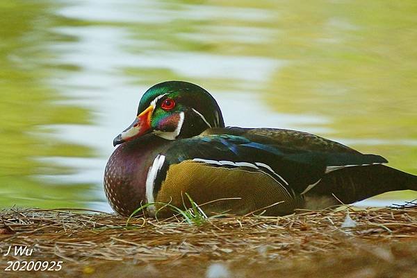 美洲木鴨 林鴛鴦 wood duck (6).JPG