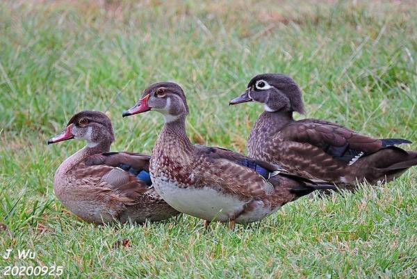 美洲木鴨 林鴛鴦 wood duck (12).JPG