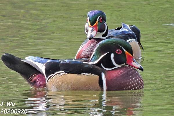 美洲木鴨 林鴛鴦 wood duck (16).JPG