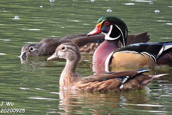 美洲木鴨 林鴛鴦 wood duck (15).JPG