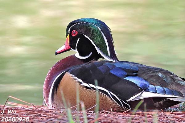 美洲木鴨 林鴛鴦 wood duck (17).JPG