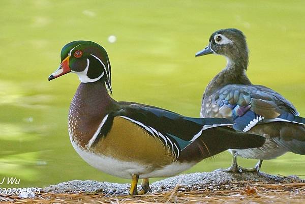 美洲木鴨 林鴛鴦 wood duck (3).JPG