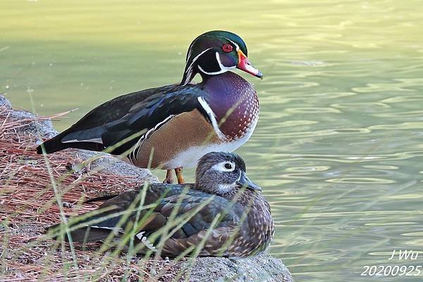 美洲木鴨 林鴛鴦 wood duck (1).JPG