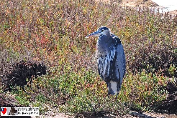 濕地水鳥 ebird (5).JPG