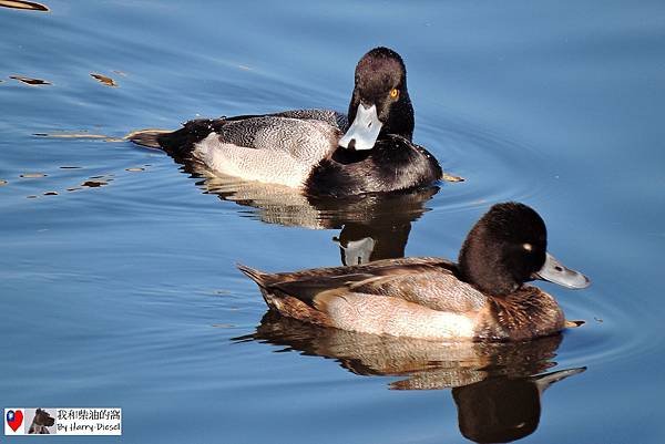 濕地水鳥 ebird (11).JPG