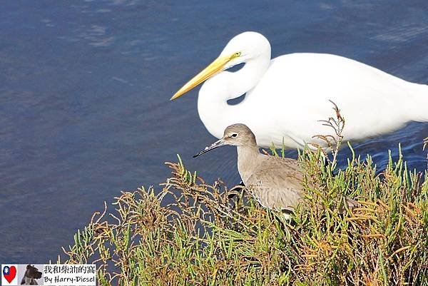 濕地水鳥 ebird (14).JPG