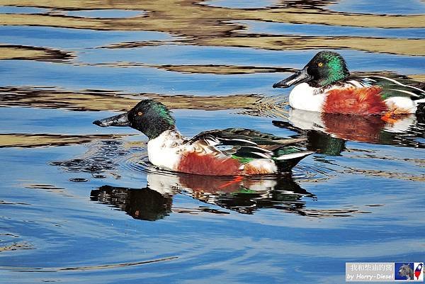 濕地水鳥 ebird (12).JPG