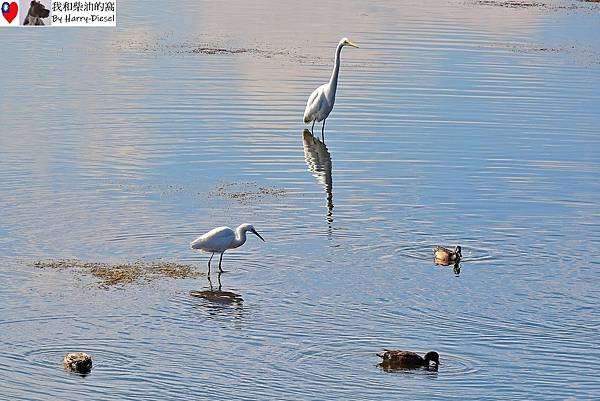 濕地水鳥 ebird (13).JPG