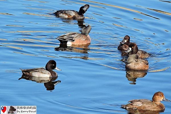 濕地水鳥 ebird (16).JPG