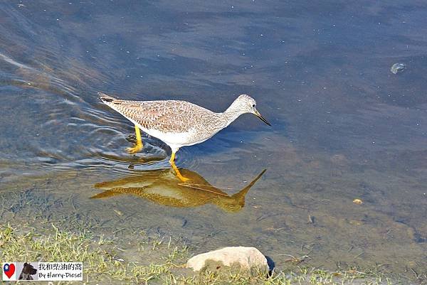 濕地水鳥 ebird (15).JPG