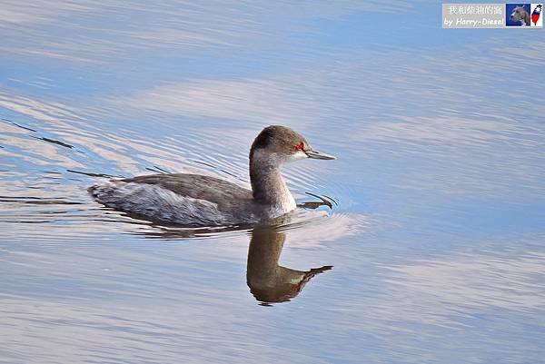 濕地水鳥 ebird (20).JPG