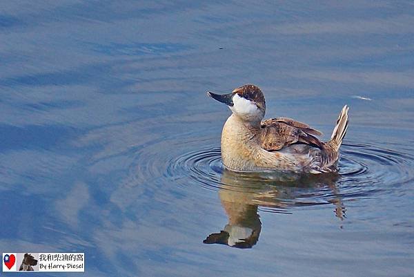 濕地水鳥 ebird (1).JPG