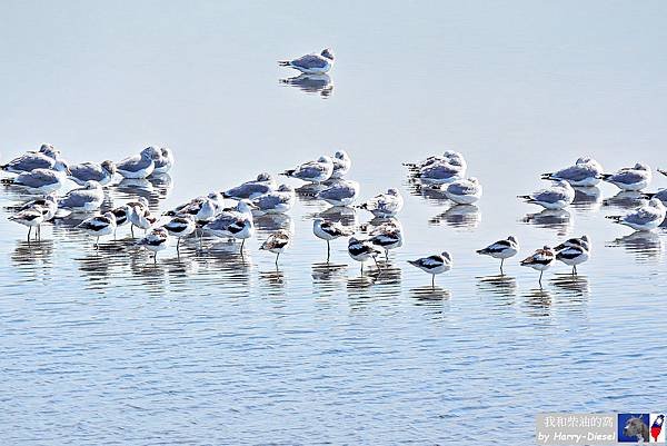 濕地水鳥 ebird (4).JPG