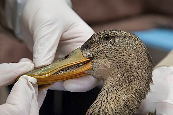 1 shoveler OR Coast Aquarium.jpeg