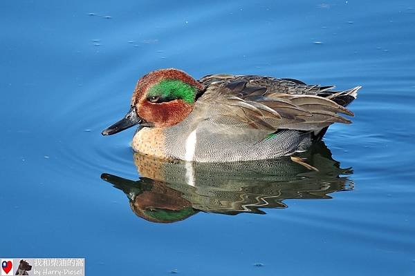 1 小水鴨 green-winged teal (3).JPG