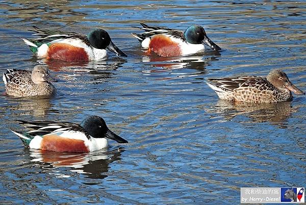 1 琵嘴鴨 northern shoveler (1).JPG