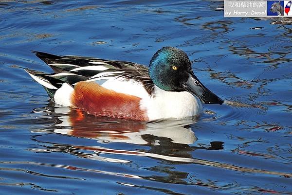 1 琵嘴鴨 northern shoveler (2).JPG