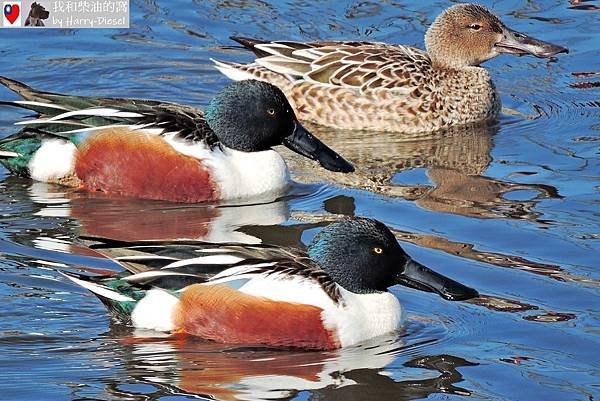 1 琵嘴鴨 northern shoveler (3).JPG