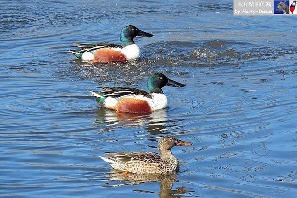 1 琵嘴鴨 northern shoveler (4).JPG