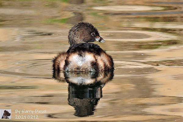 鷿鷉 pied-billed grebe  (3).JPG