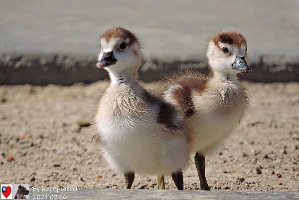 埃及雁 Egyptian goose (12).JPG